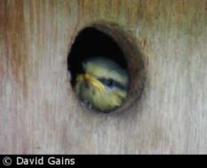 Our Resident Blue- Their First Flight